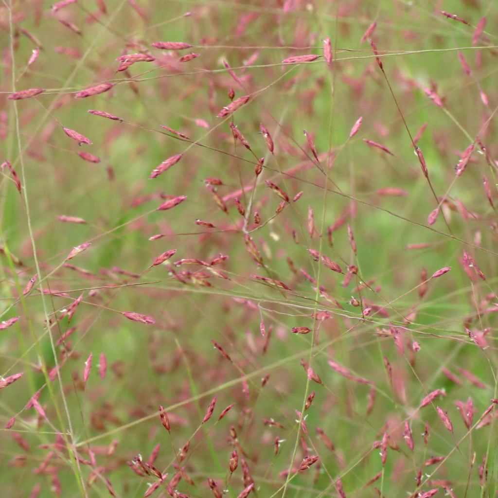 Eragrostis spectabilis - Herbe d'amour