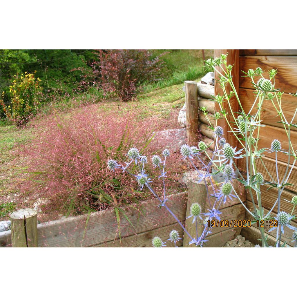 Eragrostis spectabilis Great Plains - Herbe d'amour