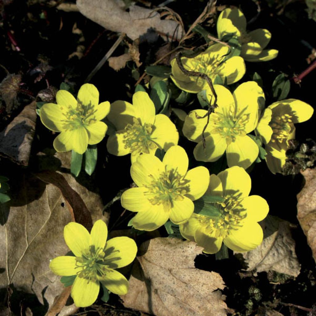 Eranthis Hyemalis