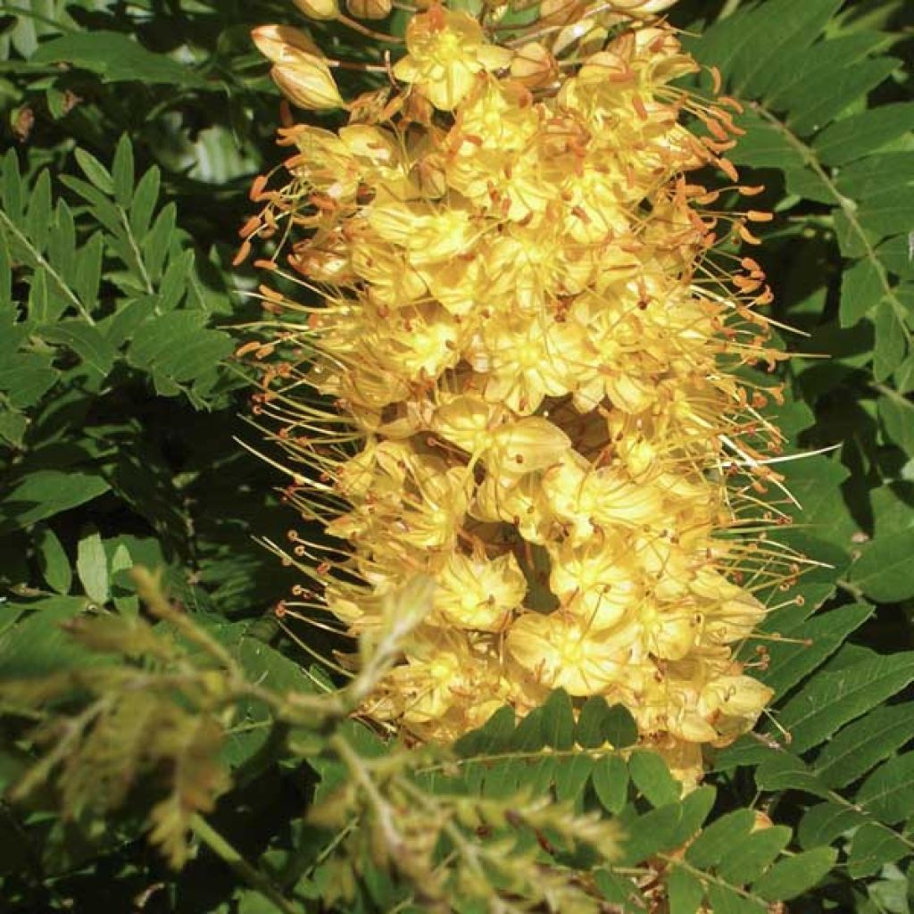 Eremurus Cléopatra - Lis des steppes