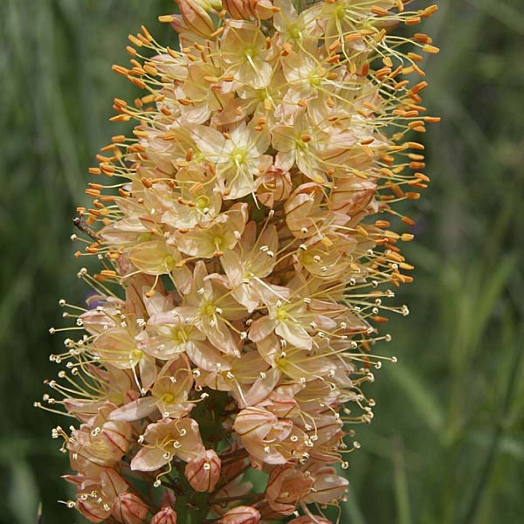 Eremurus Cléopatra - Lis des steppes