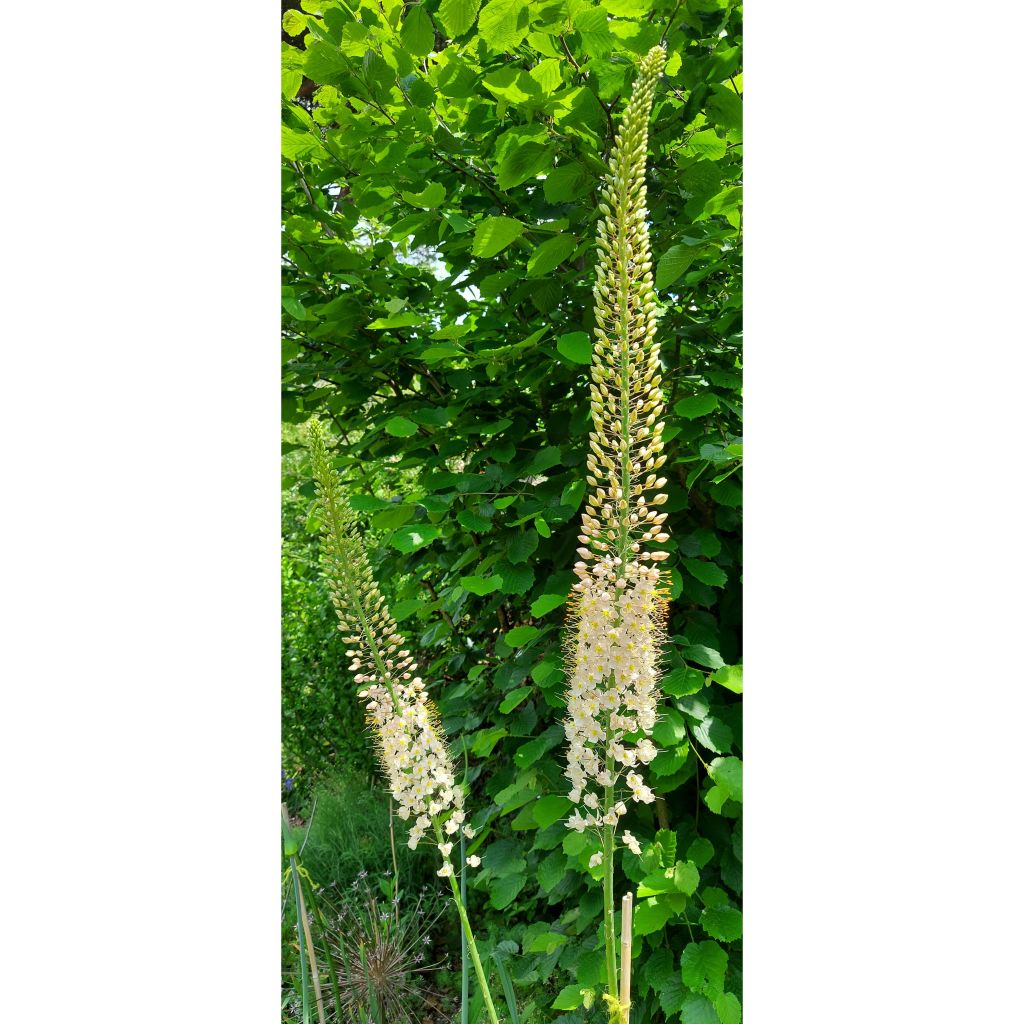 Eremurus Romance - Lis des steppes