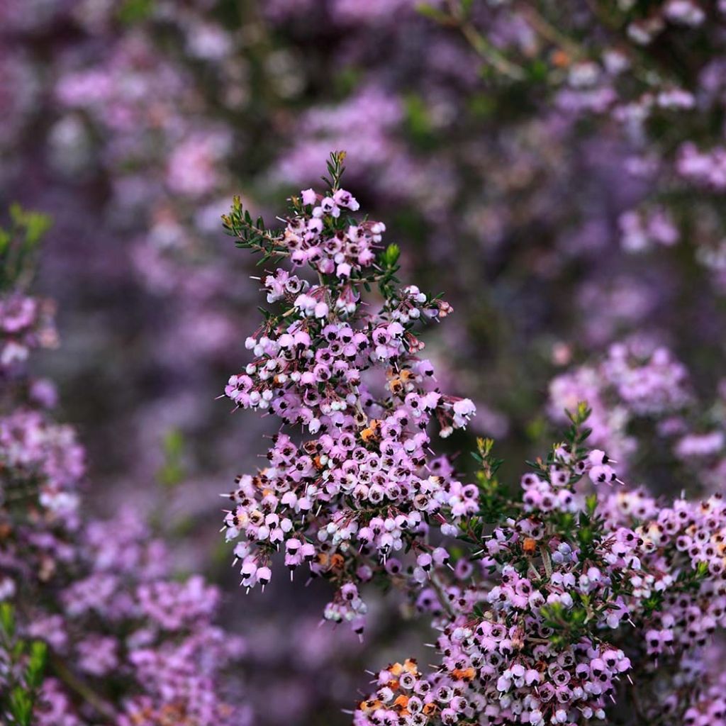 Erica canaliculata - Bruyère arbustive de Noël