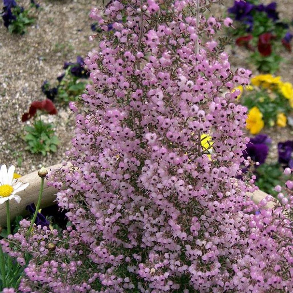 Erica canaliculata - Bruyère arbustive de Noël