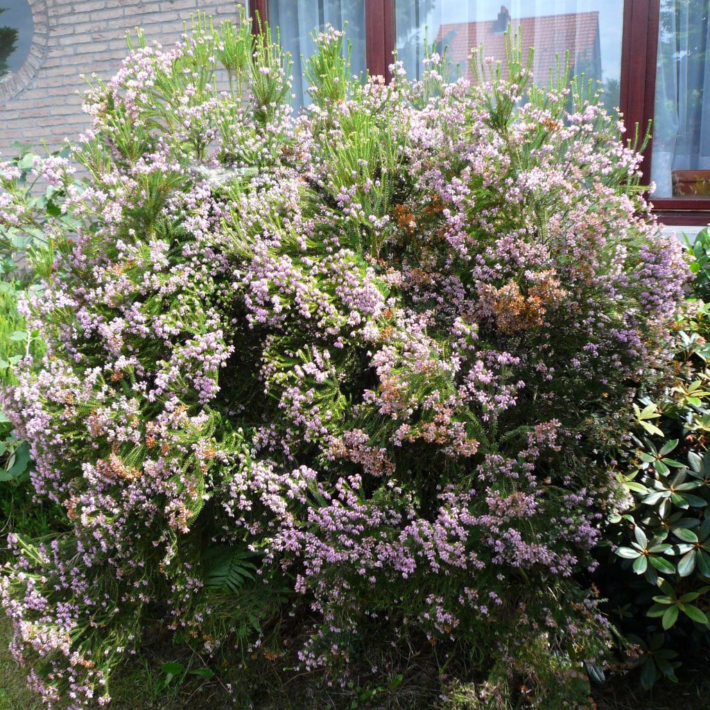 Erica terminalis - Bruyère de Corse