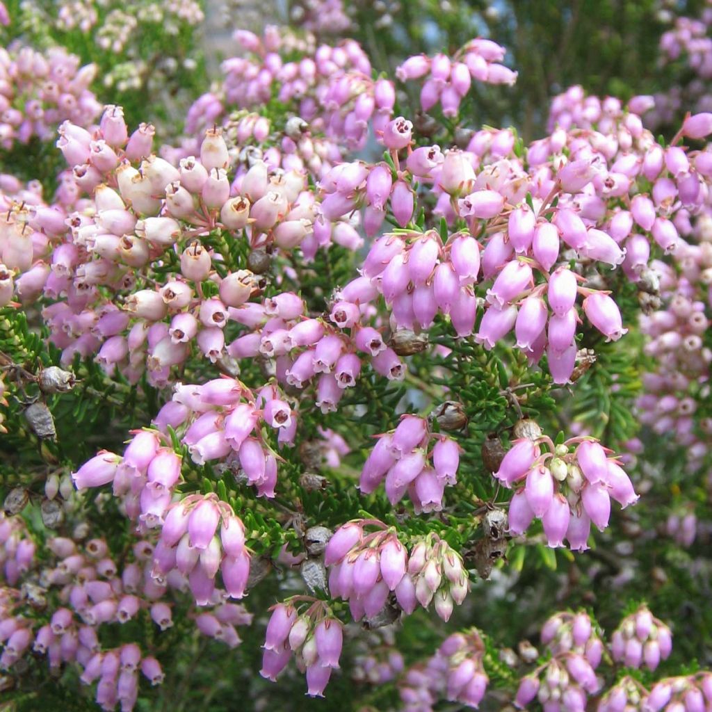 Erica terminalis - Bruyère de Corse