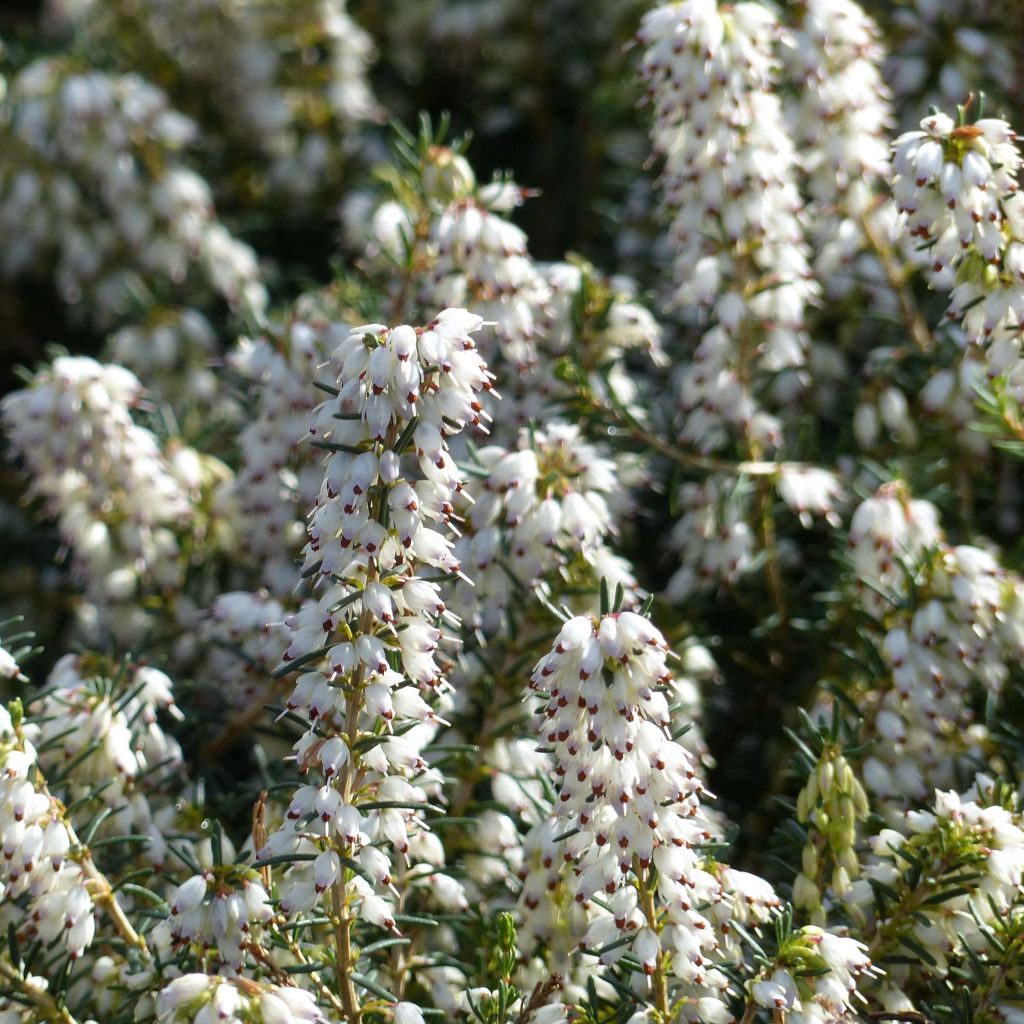 Bruyère d'hiver - Erica x darleyensis Silberschmelze