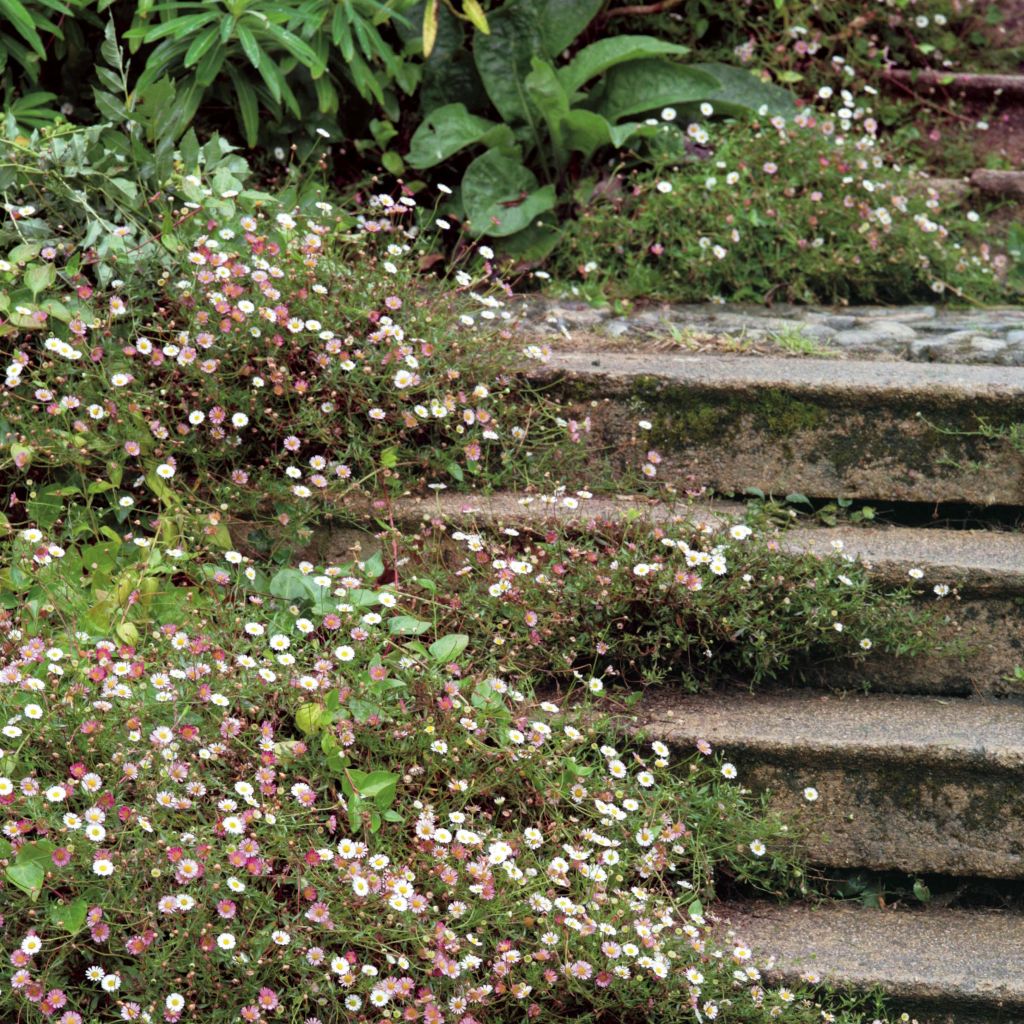 Erigeron karvinskianus - Vergerette