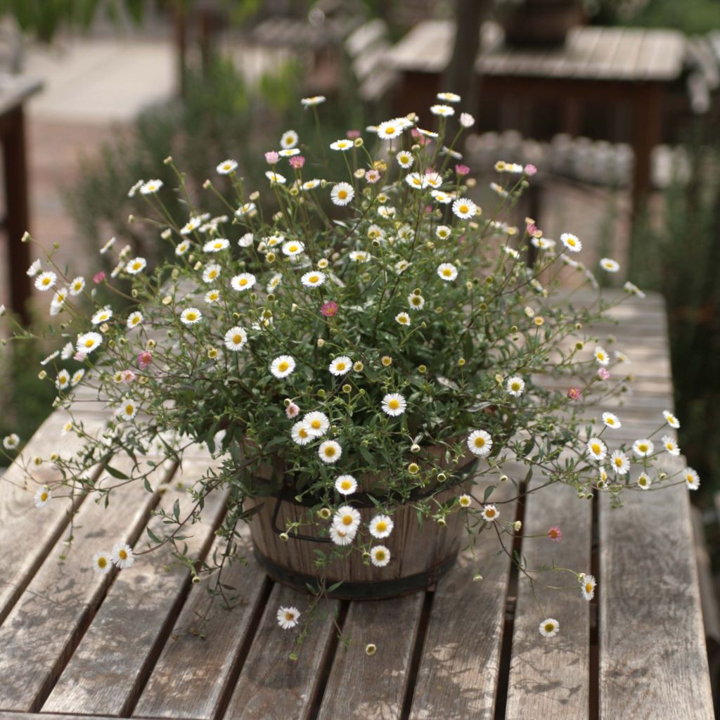 Erigeron karvinskianus - Vergerette