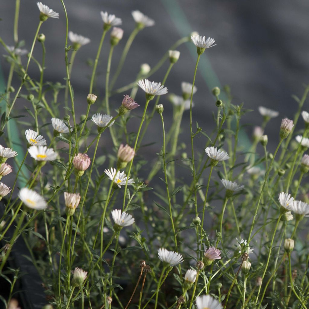 Erigeron karvinskianus - Vergerette