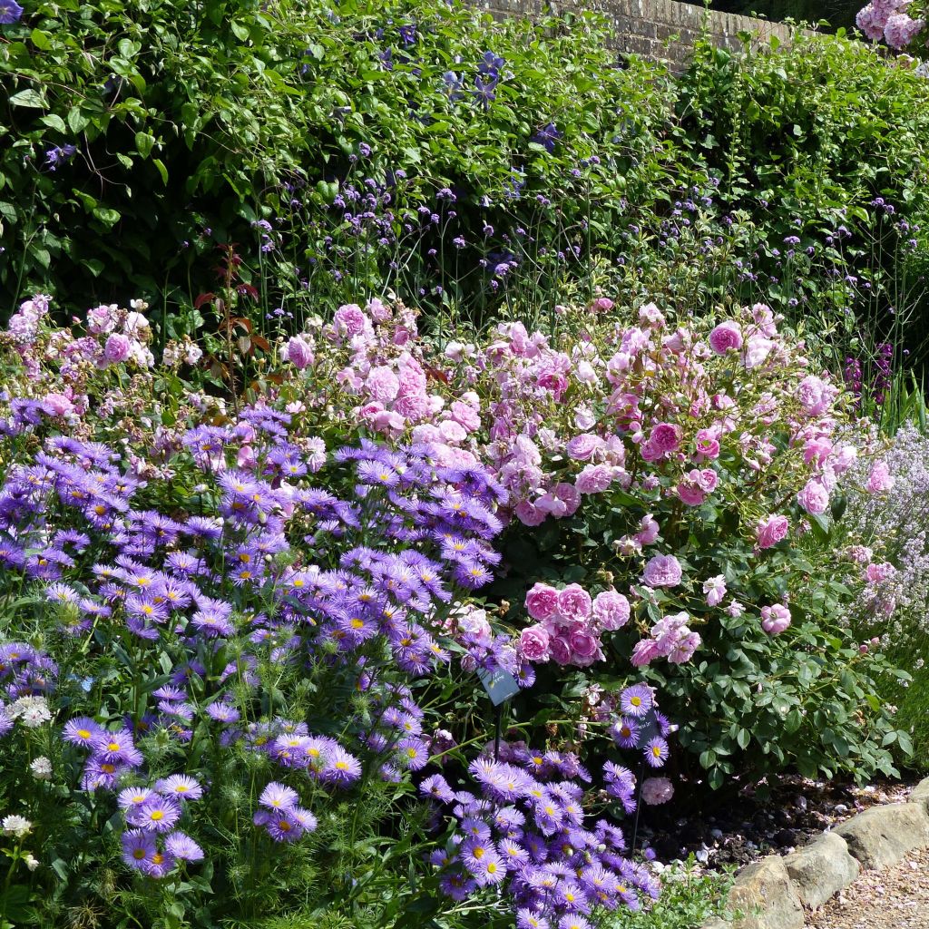 Erigeron Strahlenmeer - Vergerette