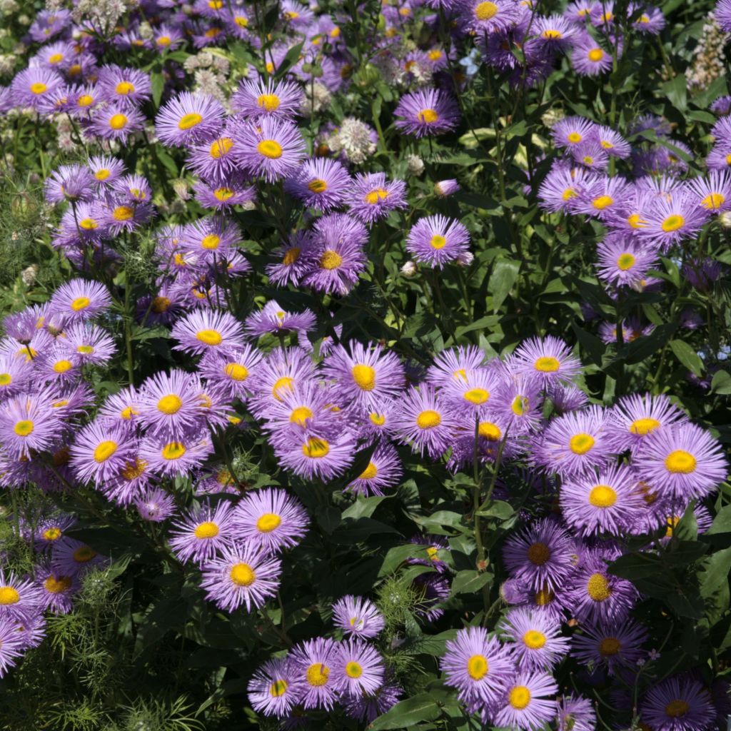 Erigeron Strahlenmeer - Vergerette