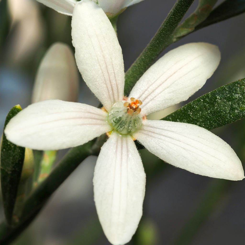 Eriostemon myoporoides - Philotheca