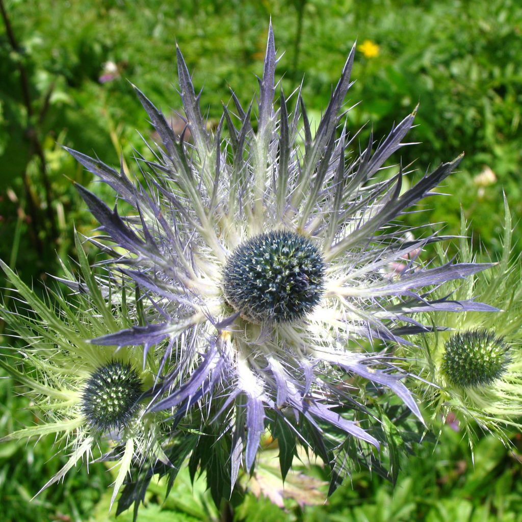 Eryngium alpinum Blue Star, Panicaut, Chardon bleu des Alpes