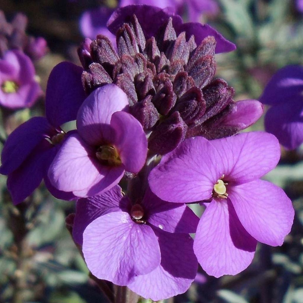 Giroflée arbustive - Erysimum Bowles Mauve