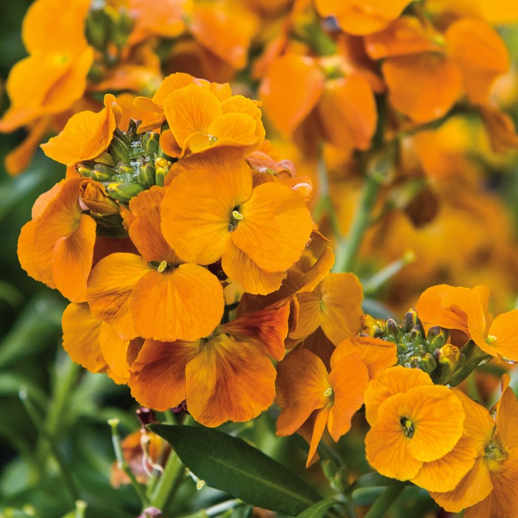 Erysimum Winter Spice - Fausse-giroflée