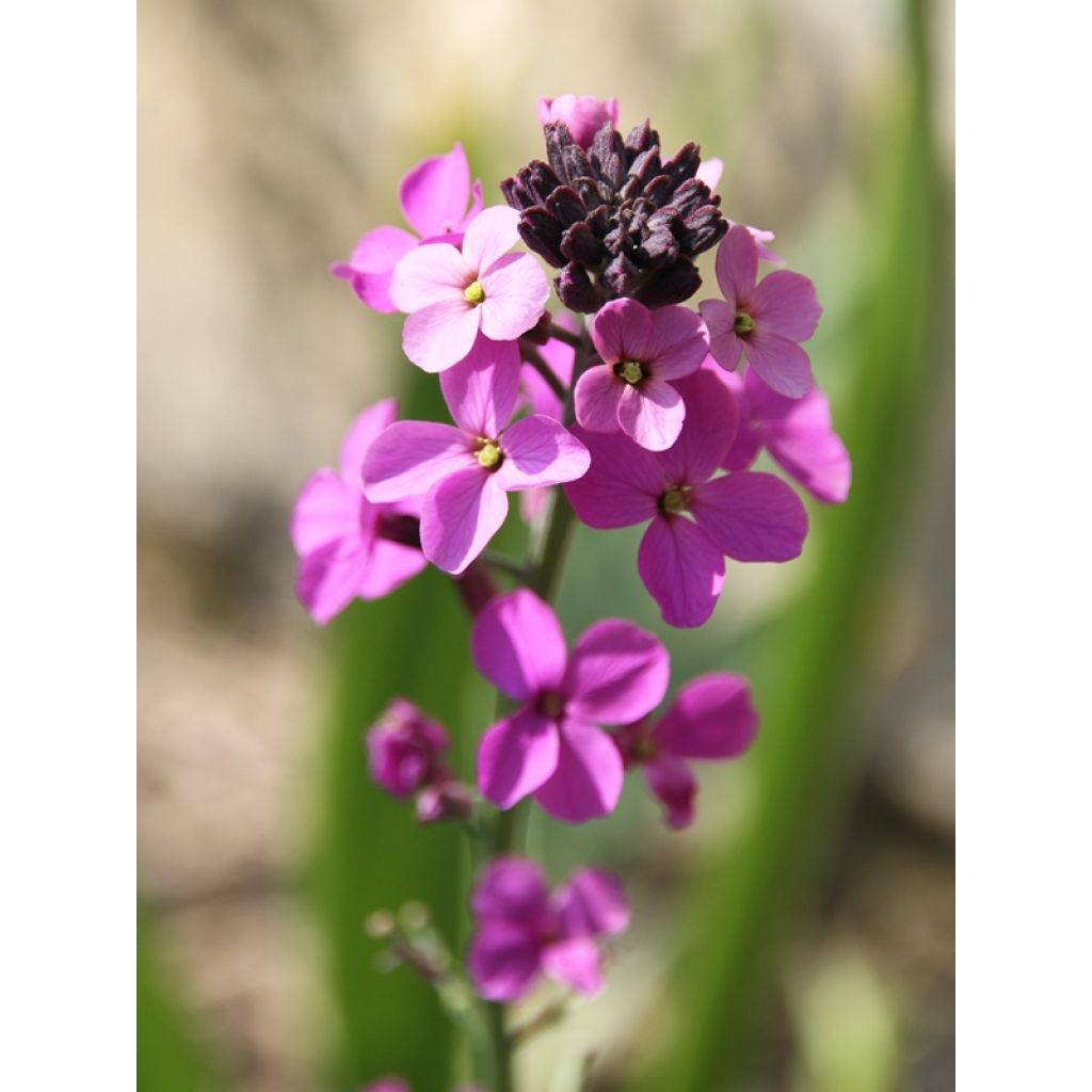 Giroflée arbustive - Erysimum Bowles Mauve