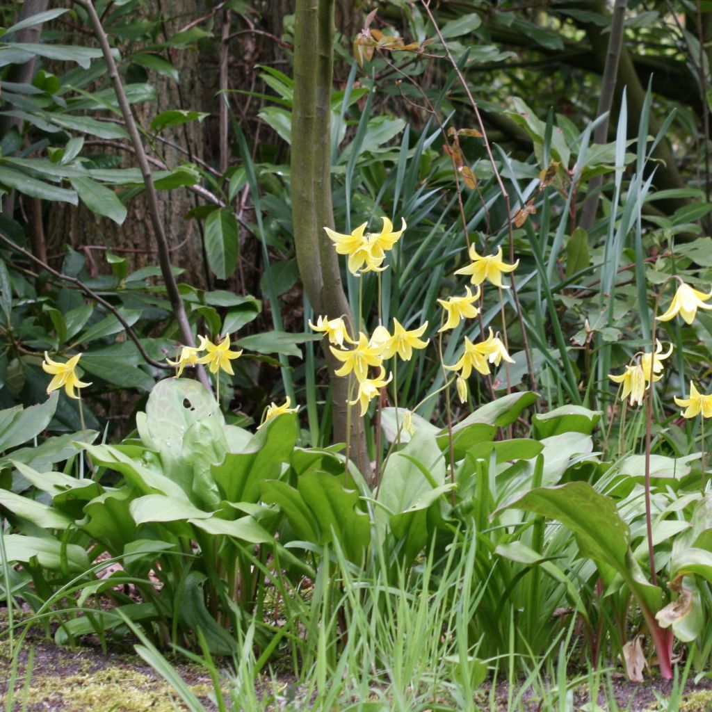 Erythronium Pagoda