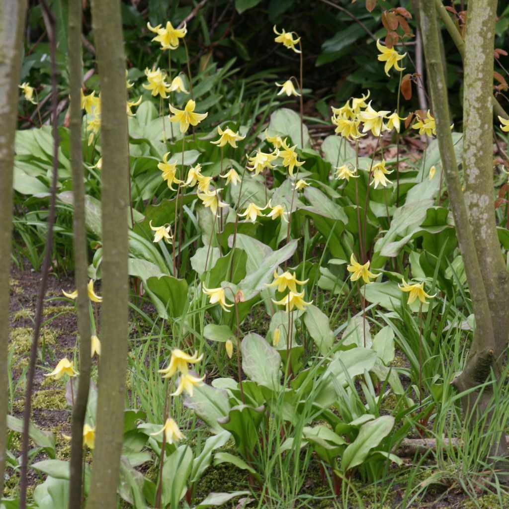 Erythronium Pagoda