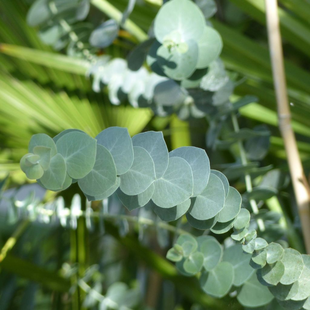 Eucalyptus Baby Blue - Gommier argenté