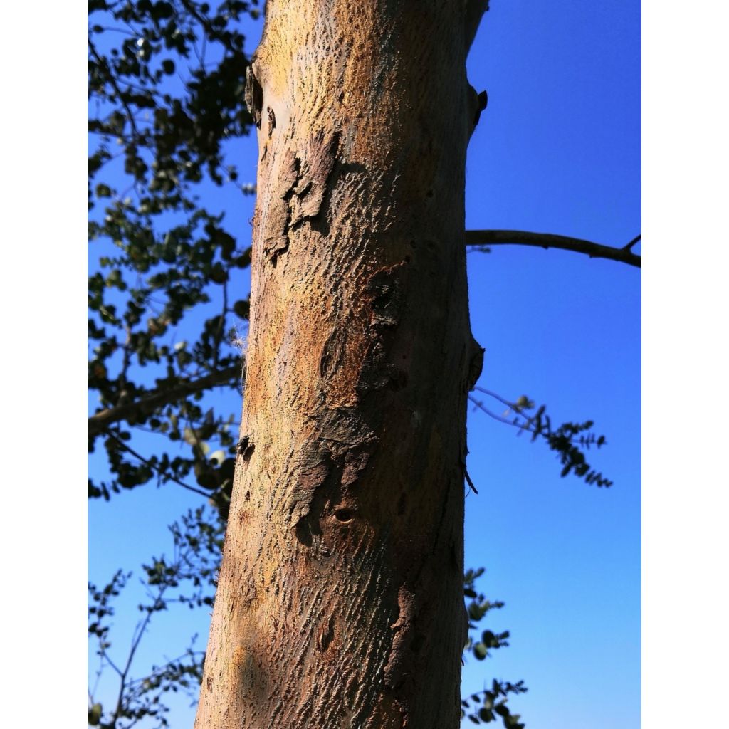 Eucalyptus gunnii Azura - Gommier cidre