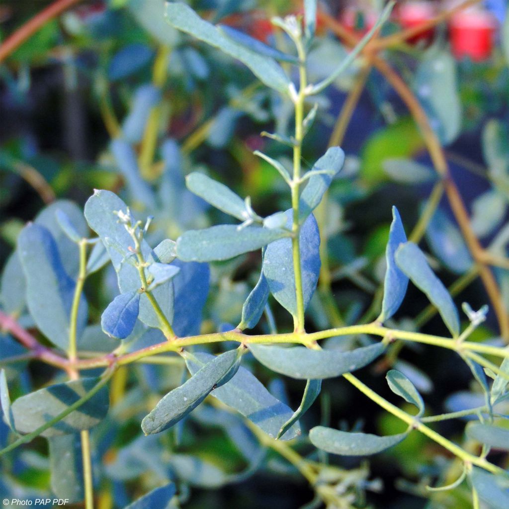 Eucalyptus gunnii France Bleu Rengun - Gommier cidre