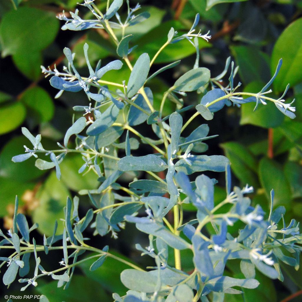 Eucalyptus gunnii France Bleu Rengun - Gommier cidre