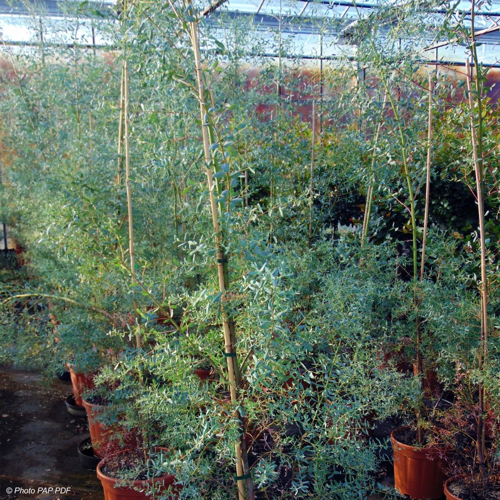 Eucalyptus gunnii France Bleu Rengun - Gommier cidre