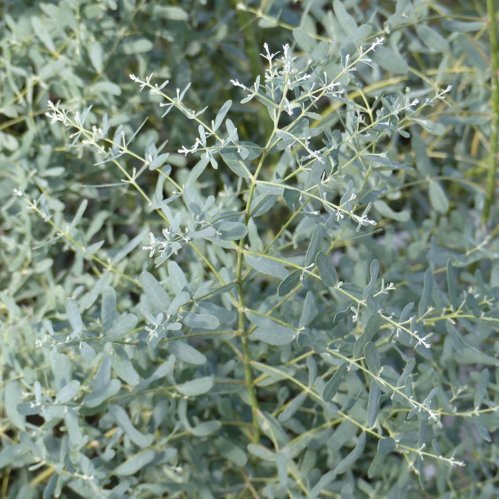 Eucalyptus gunnii France Bleu Rengun - Gommier cidre