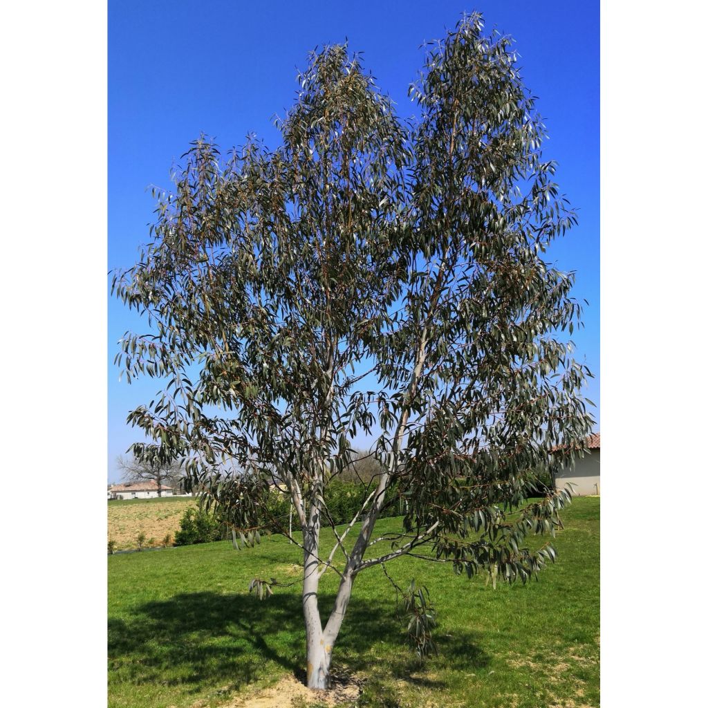 Eucalyptus niphophila - Gommier des neiges