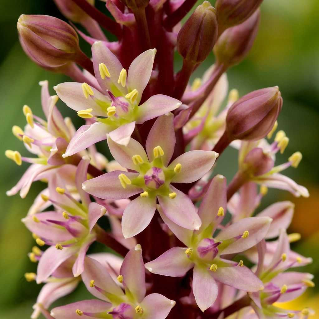 Eucomis comosa Sparkling Rosy®  - Eucomide rose 