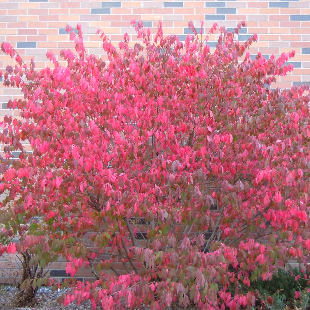 Euonymus alatus - Fusain ailé