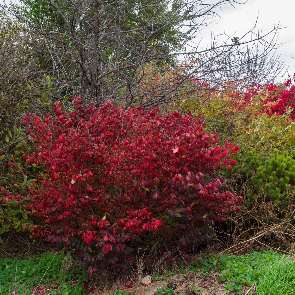 Euonymus alatus Compactus - Fusain ailé nain