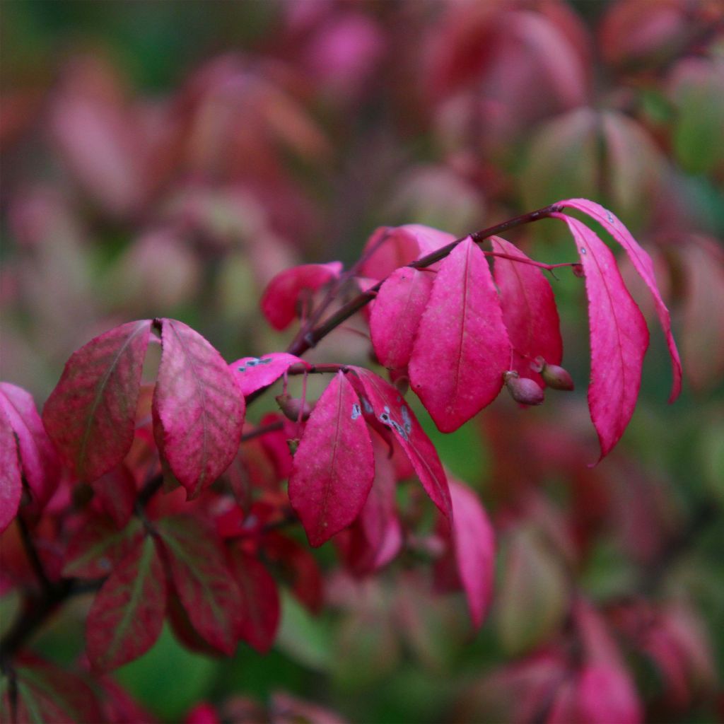 Euonymus alatus Compactus - Fusain ailé nain