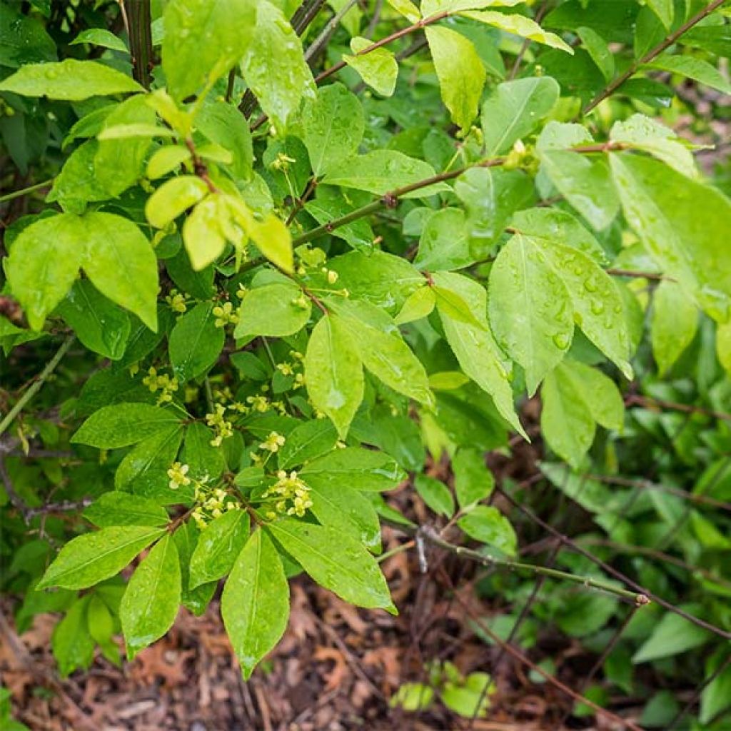 Euonymus alatus Compactus - Fusain ailé nain