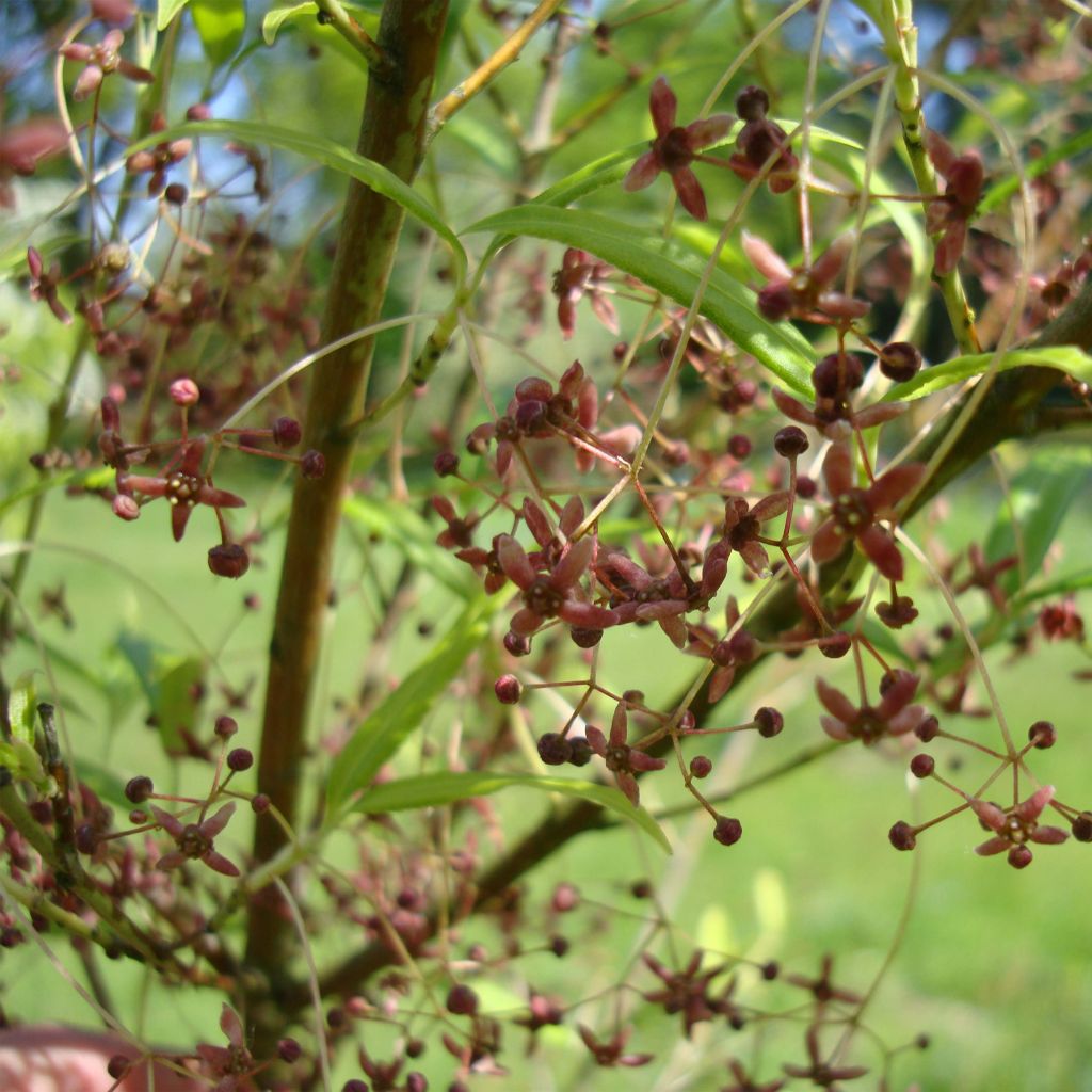 Euonymus clivicolus - Fusain