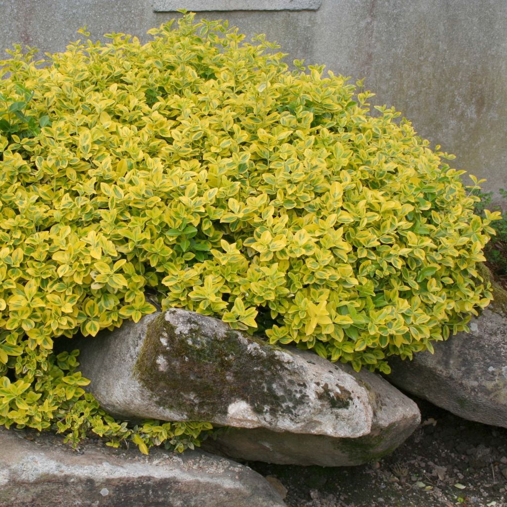 Euonymus fortunei Emerald 'n gold - Fusain