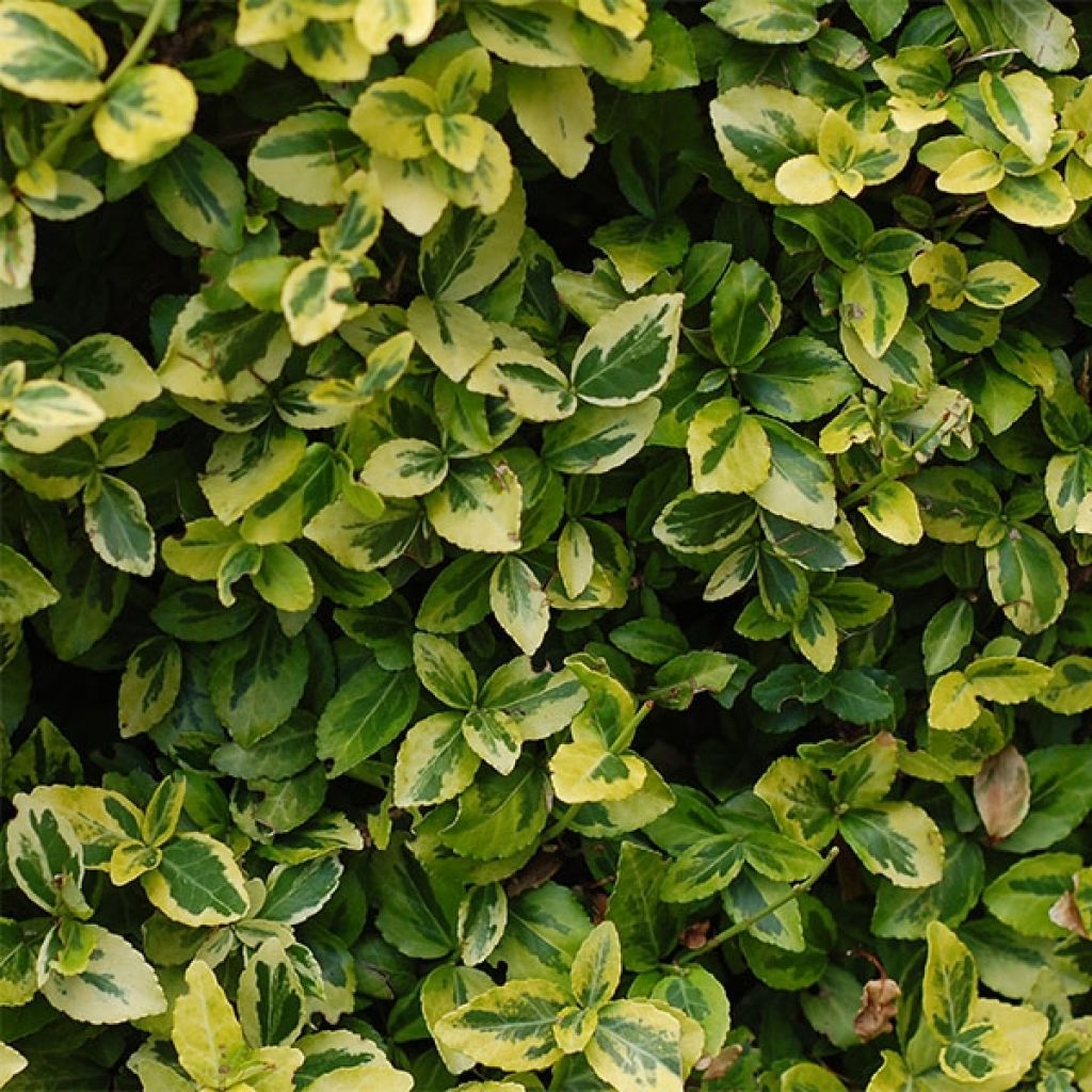 Euonymus japonicus Aureus - Fusain du Japon