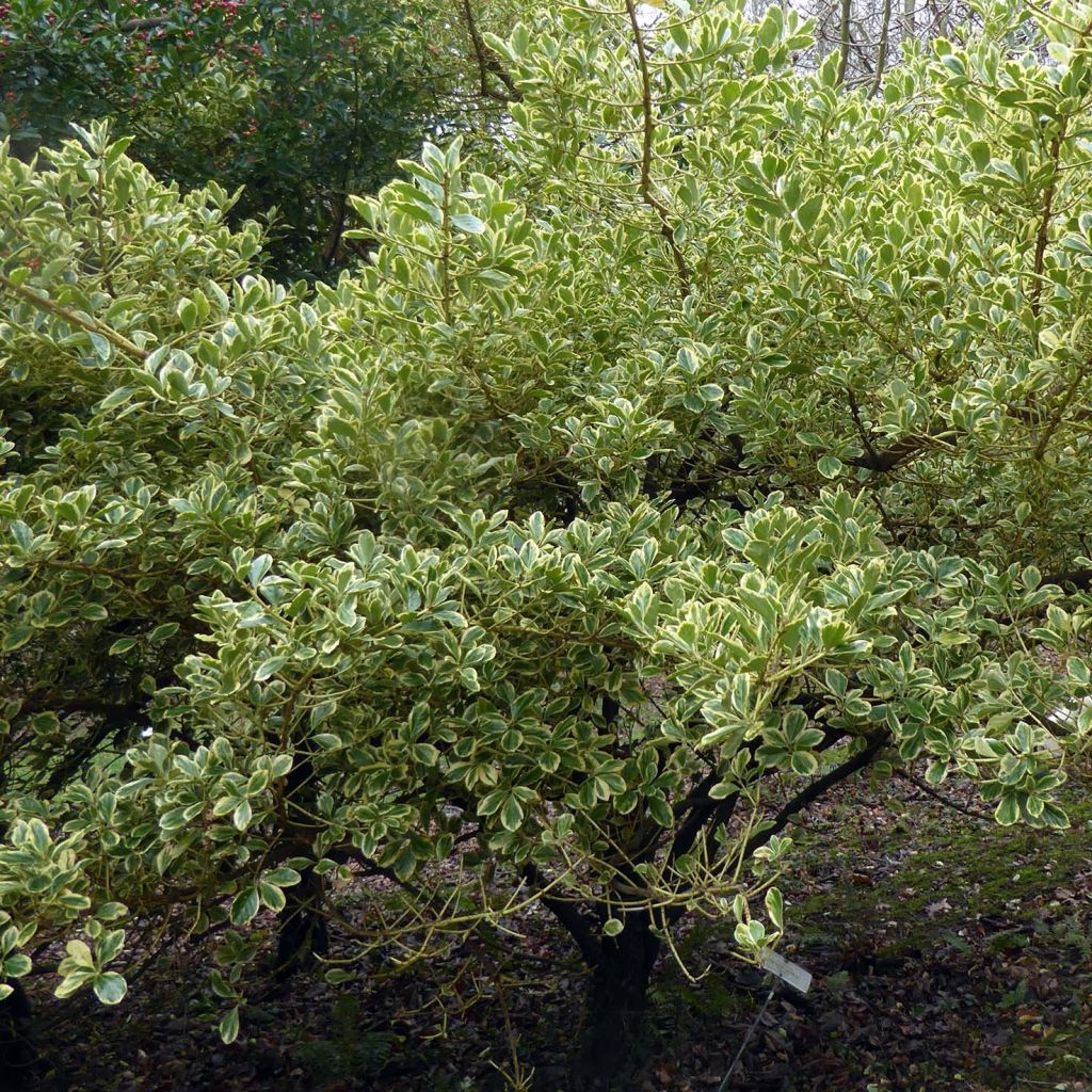 Fusain du Japon - Euonymus japonicus Duc d'Anjou