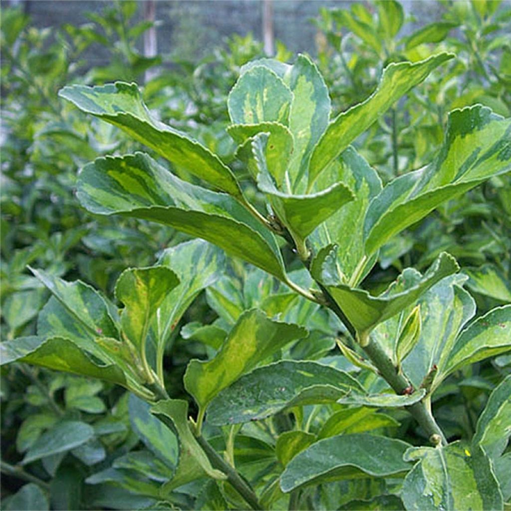 Fusain du Japon - Euonymus japonicus Duc d'Anjou