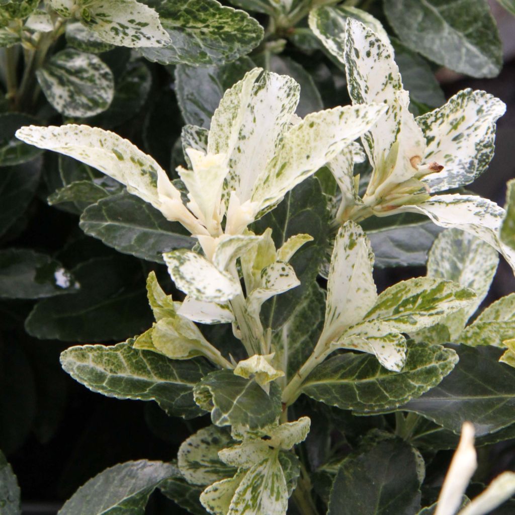 Euonymus japonicus Pierrolino - Fusain du Japon