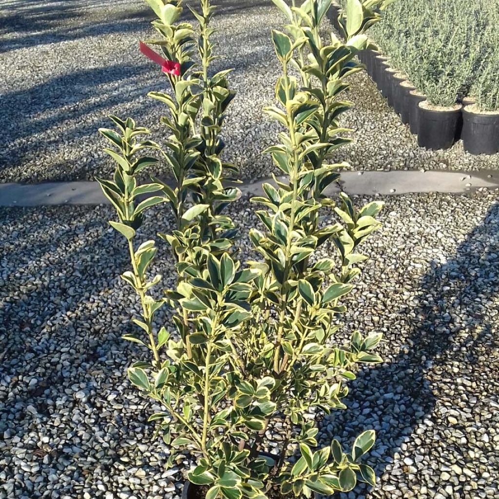 Fusain du Japon (Euonymus Japonicus) – Plante Île-de-France