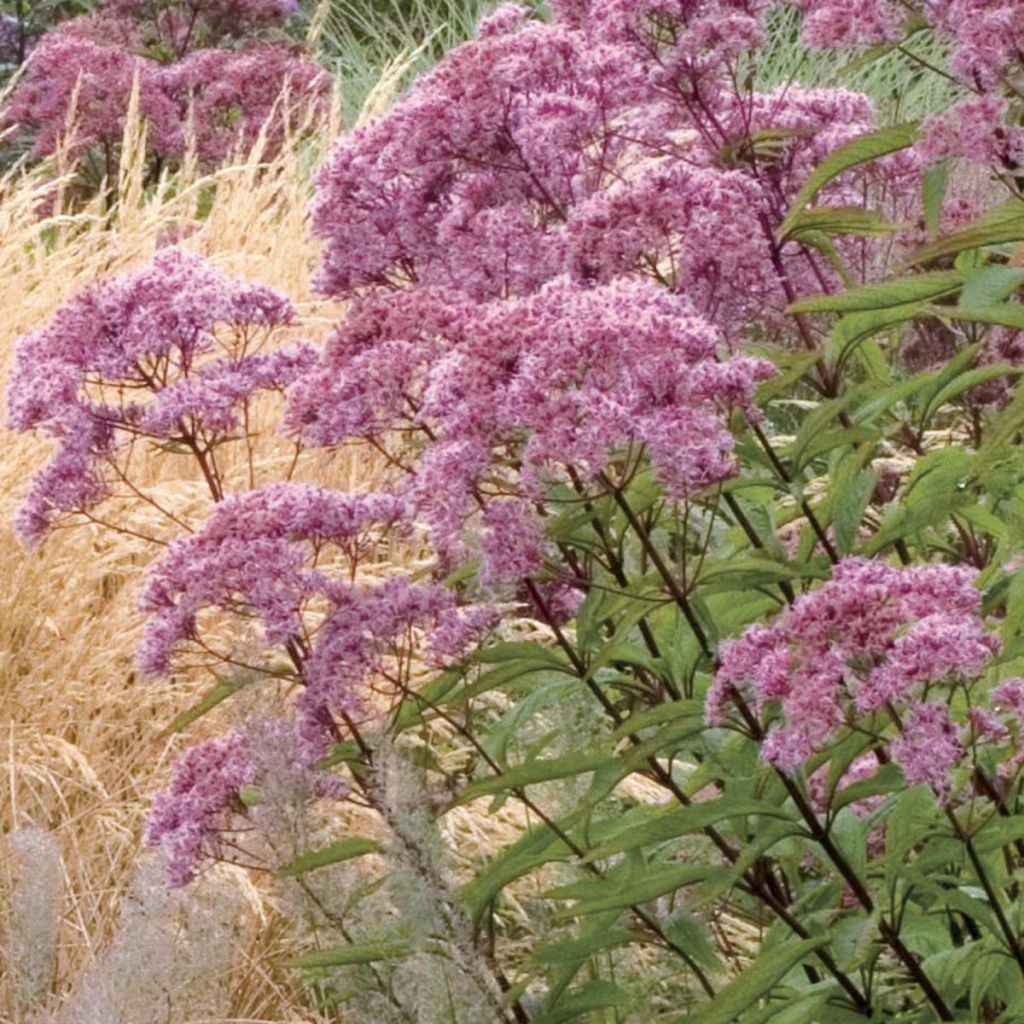 Eupatorium maculatum Atropurpureum -  Eupatoire pourpre