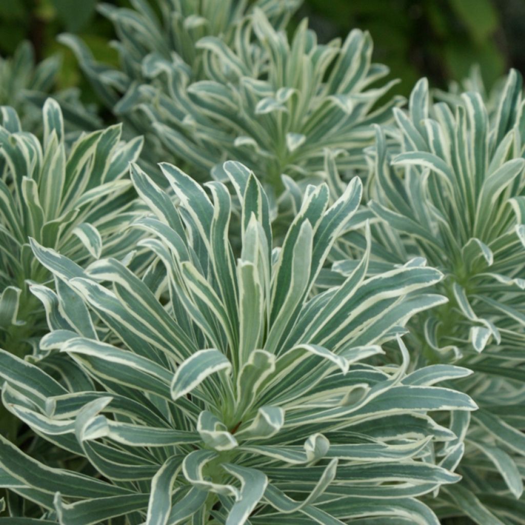 Euphorbe characias Glacier Blue