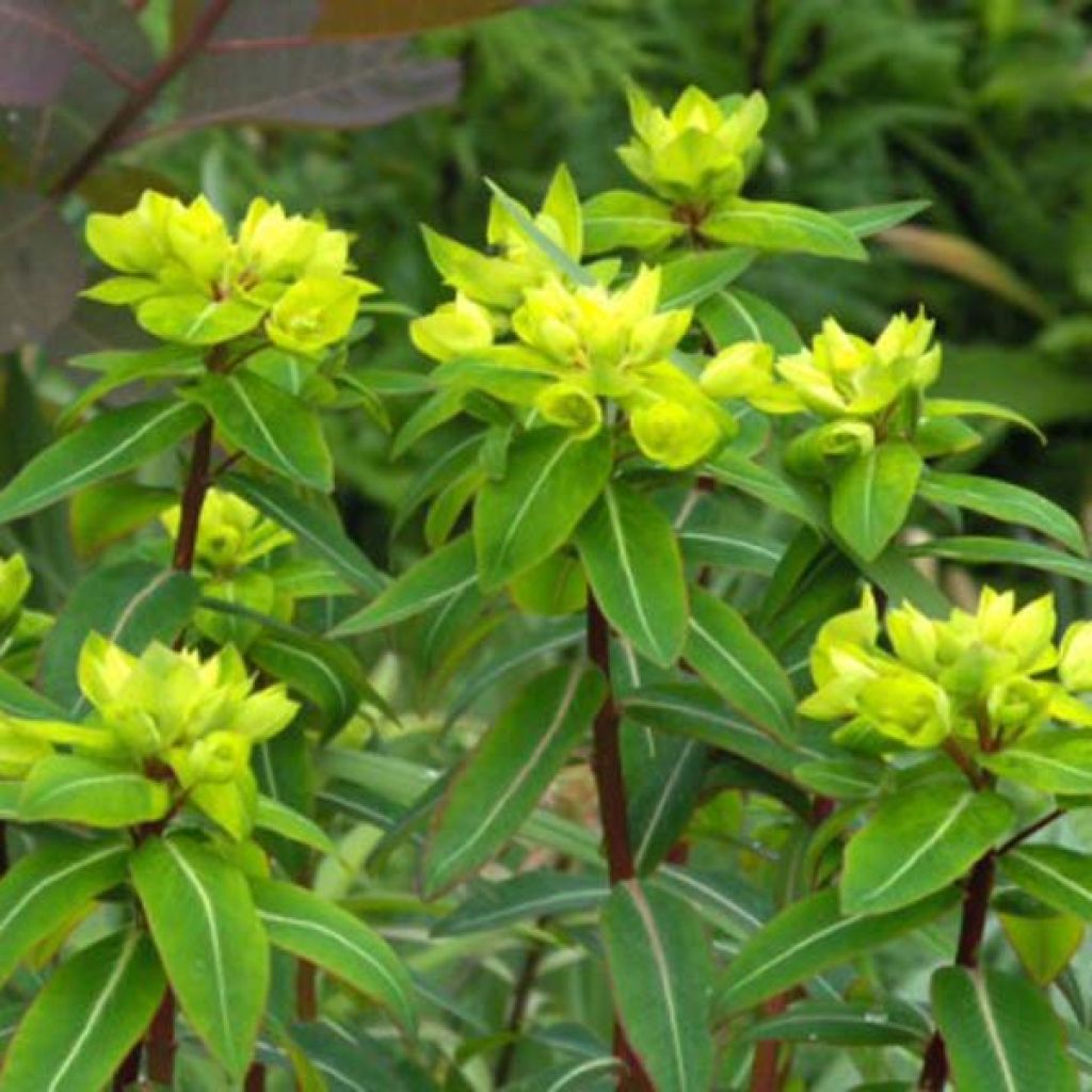 Euphorbe, Euphorbia Cornigera