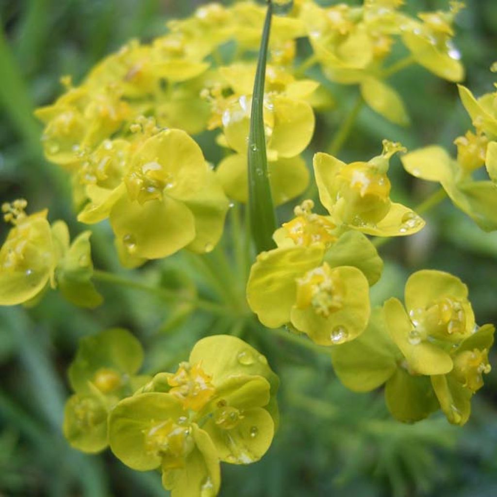 Euphorbe, Euphorbia cyparissias