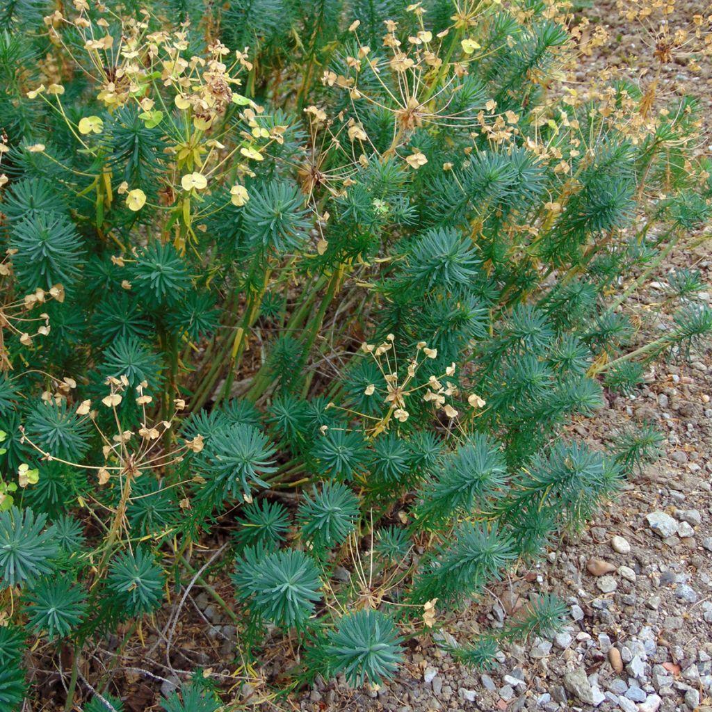 Euphorbe Petit-Cyprès - Euphorbia cyparissias