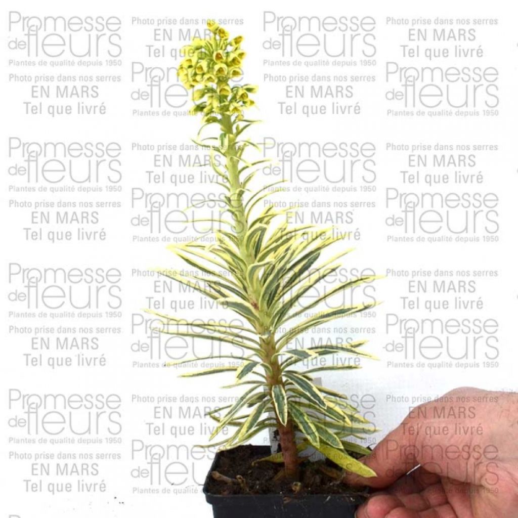 Euphorbe - Euphorbia chara. Emmer Green