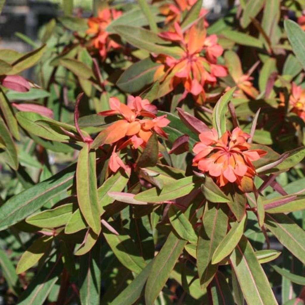 Euphorbe griffithii Fireglow