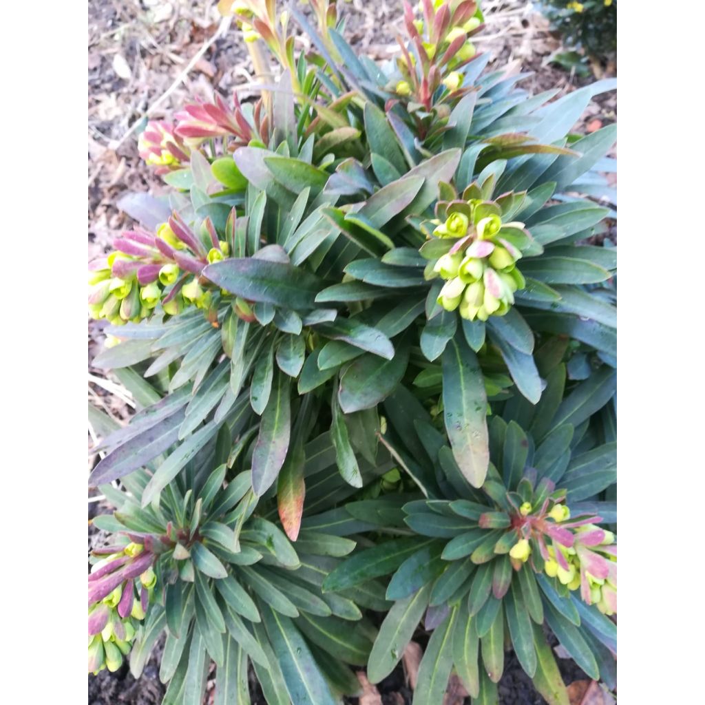 Euphorbia amygdaloides purpurea - Euphorbe des bois pourpre